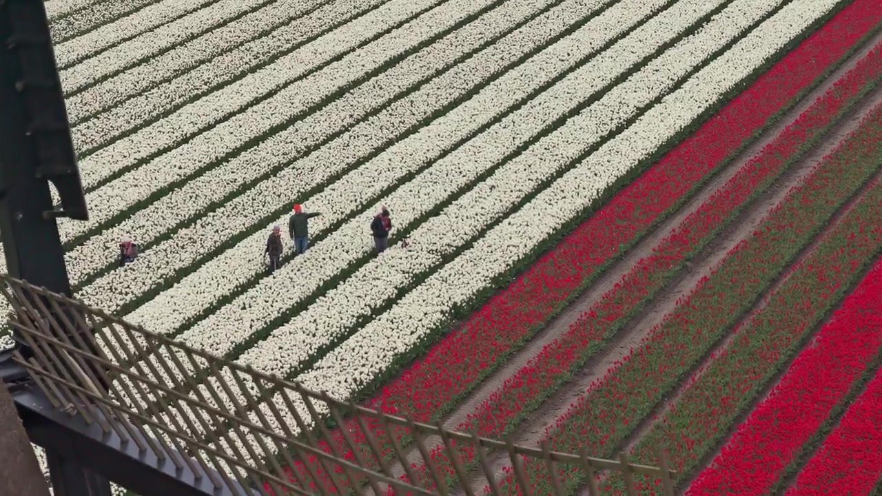 Dutch windmill casting shadow over colorful tulip fields