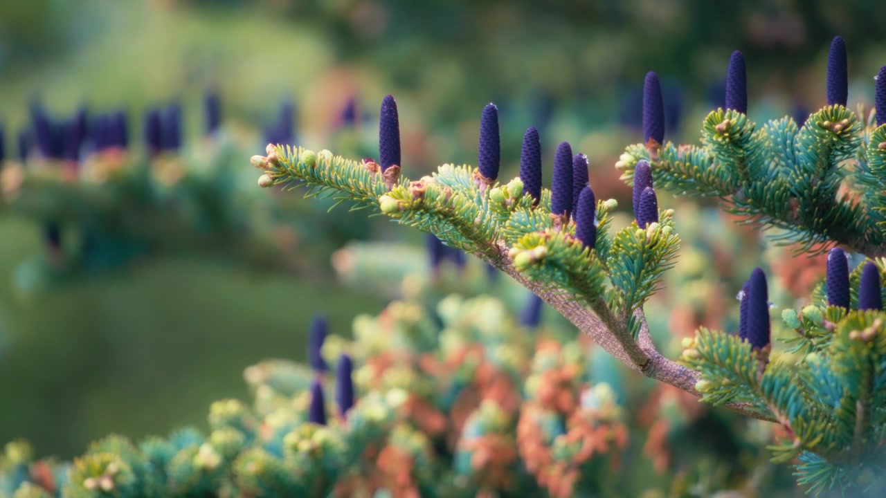 Balsamikuusen violetit kävyt, luonnollinen vihreä tausta