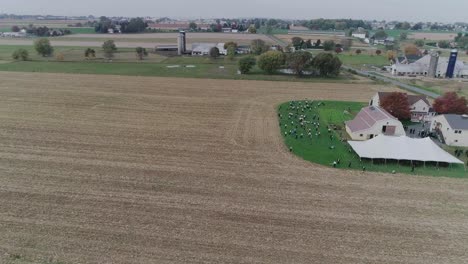 ariel view of an amish wedding on an autumn day with buggies, an amish playing volley ball as seen by a drone