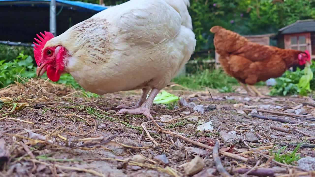 Fixed shot of chickens pecking salad on the ground, with close-up of their legs and natural movements