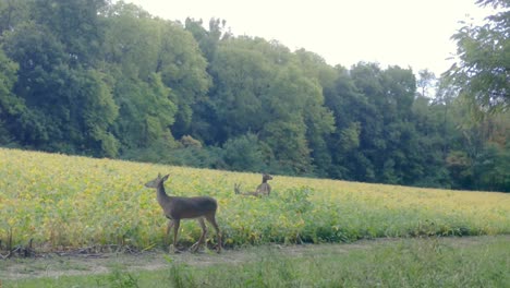 white tail deer - two doe and a fawn cautiously graze a soybean field in the midwest in autumn