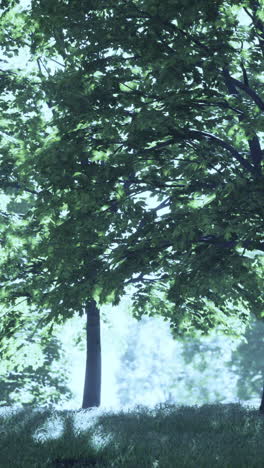 a lush forest with tall green trees and grass