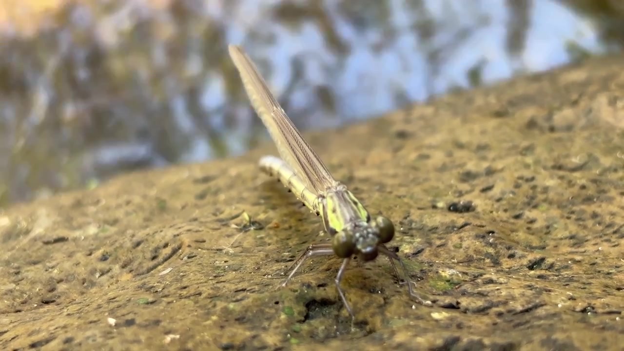 Libellula che riposa su una roccia vicino all'acqua