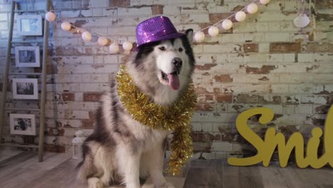 dog celebrates the new year, husky is at a party with hat and tinsel,  alaska dog travel advertising, image of animals with warm tones and earth colors, brown, beige, white, yellow, purple