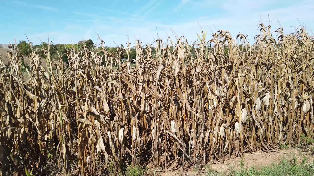 maíz maduro todavía en plantas en un campo que muestra vegetación muerta