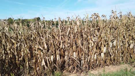 ripe maize still on plants in a field showing dead vegetation