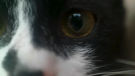 close up of a black and white cat's eyes