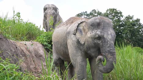 bebé elefante tailandés bajando una colina en chiang, mai, tailandia