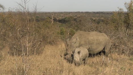 Male-Rhino-and-Calf-in-Grassland-of-African-Savanna-Eating-Grass,-Wild-Animals-in-Protected-Reserve