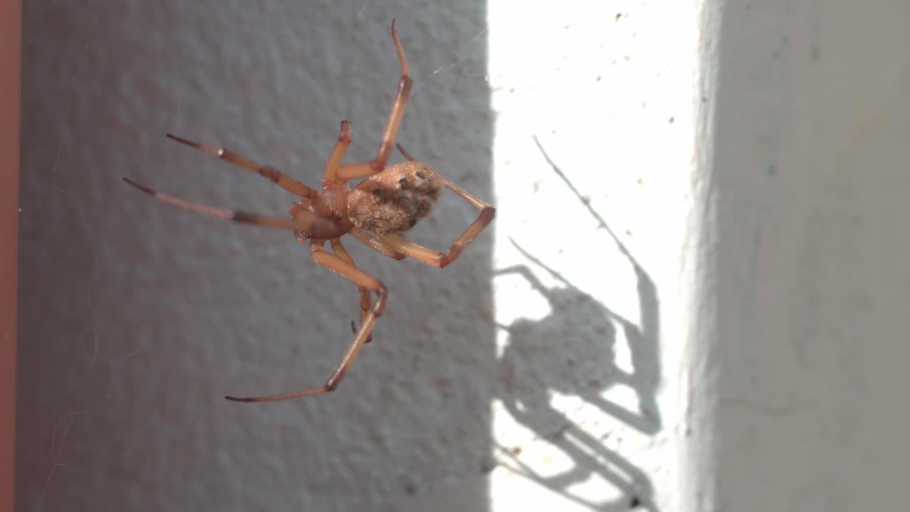 A brown widow spider is sitting on her web, projecting a scary shadow on a wall.