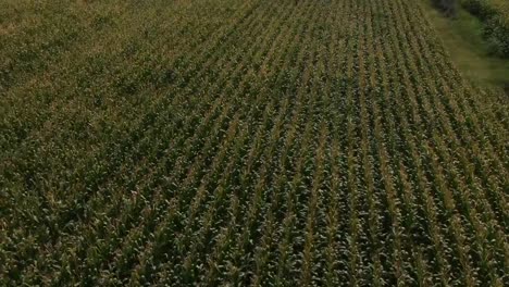 Overhead-drone-clip-over-a-corn-field-in-Drama,-Greece