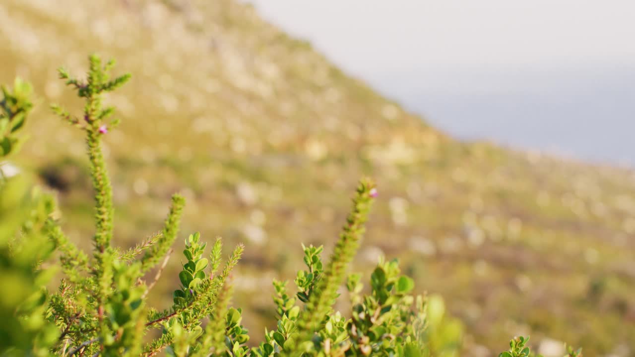 video de la hermosa vista de la costa verde y rocosa