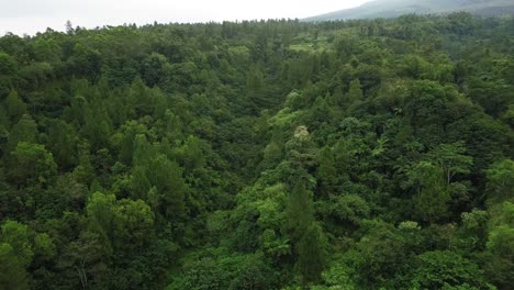 aerial flyover dense forest on the slope of merapi volcano during sunny day in central java of indonesia