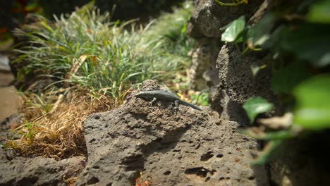 Footage-filmed-in-Madeira-Portugal-at-Monte-Palace-tropical-garden