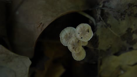 Pilze-Blühen-Im-Wald