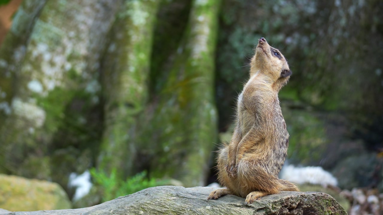 A Meerkat (Suricata suricatta) sits upright on its hind legs on a rock, lookout for its group, close up shot.