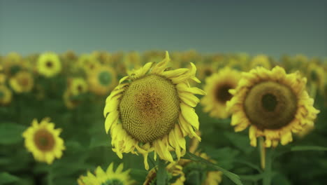 Many-bright-yellow-big-sunflowers-in-plantation-fields-on-evening-sunset