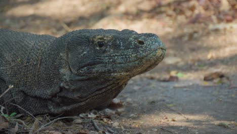 Nahaufnahme-Eines-Komodowarans,-Der-Auf-Dem-Boden-Ruht-Und-Seine-Komplizierten-Schuppen-Und-Beeindruckende-Präsenz-Zur-Schau-Stellt