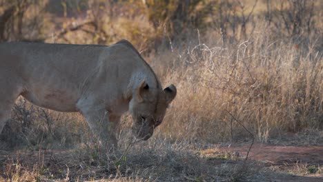 leona pateando y olfateando tierra y hierba en la sabana africana