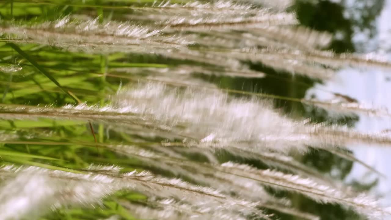 해가 지면 풀꽃이 피어난다