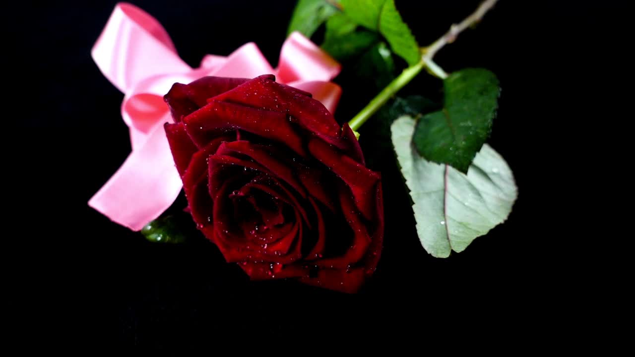 Il nastro di raso cade su una rosa. Rallentatore