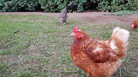 Different-color-chickens-picking-ground-looking-for-food