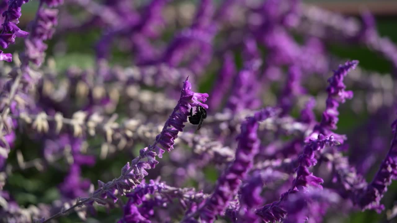 보라색 꽃의 활기찬 색상 에 꽃가루 를 수집 하는 버스 의 매크로