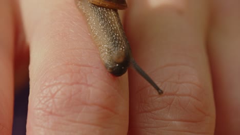 una hermosa vista macro de un caracol que se arrastra en el dedo de un humano