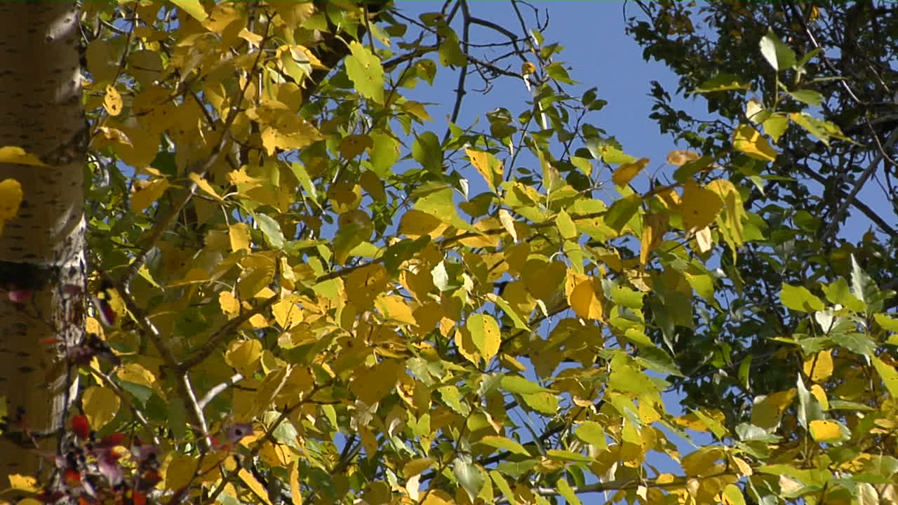 바람이 바스락거리는 낙엽 1