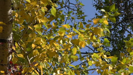 Der-Wind-Rauscht-Die-Herbstblätter-1