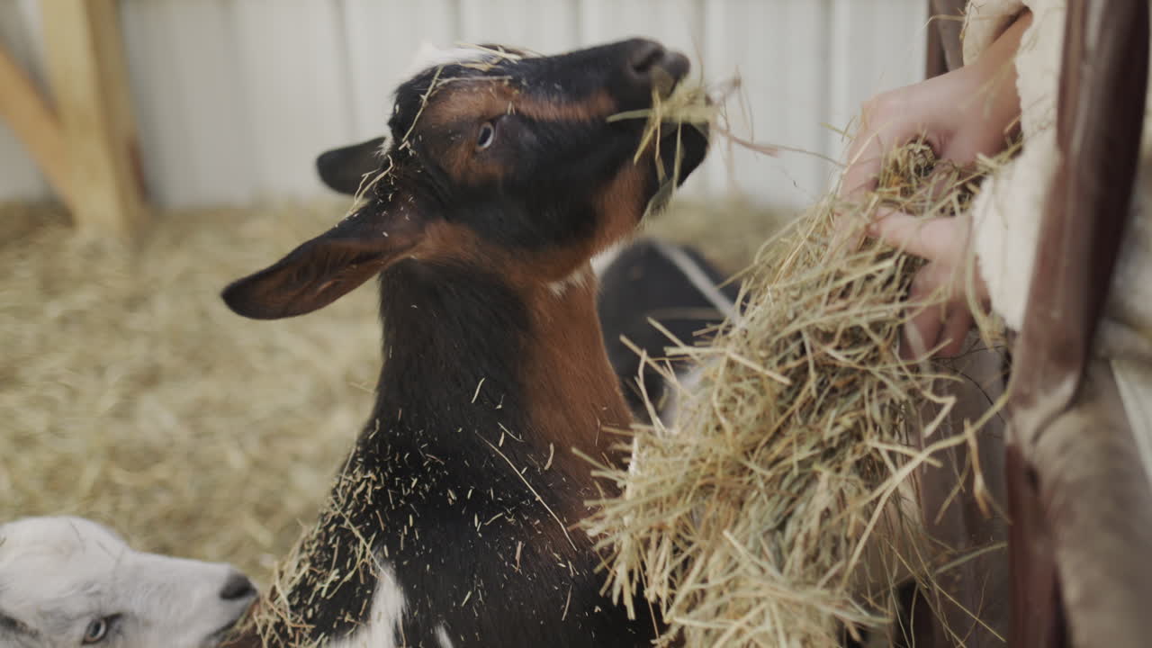 Baby hands with a bundle of hay - baby feeding goats in a barn