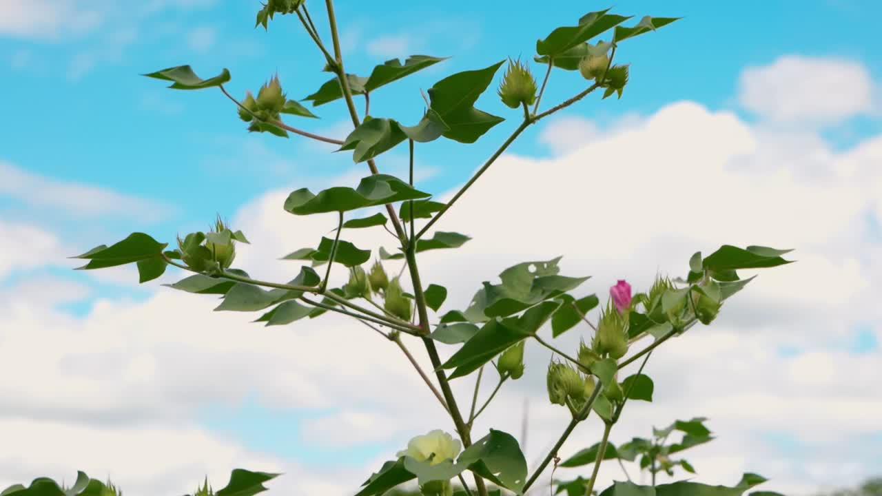 viento fresco soplando en la planta de algodón de las tierras altas con flores en el campo
