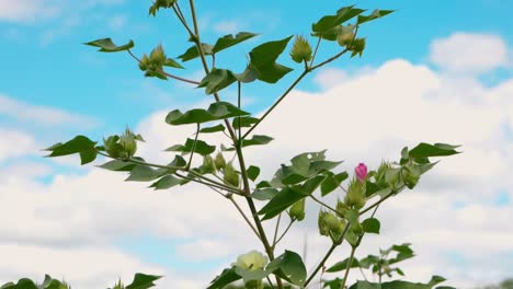 Kühler-Wind-Weht-Auf-Hochland-Baumwollpflanze-Mit-Blumen-Auf-Dem-Feld