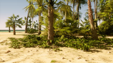 playa tropical con palmeras