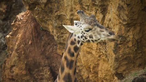 animales en el zoológico 91
