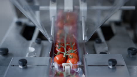 proceso de trabajo de la máquina de la fábrica de envasado de tomate en la fabricación tecnológica