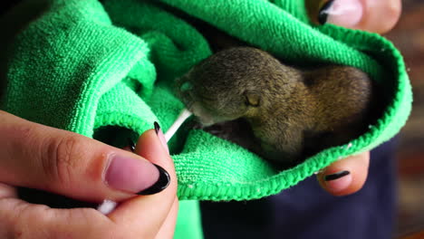 animal rescue volunteer hand feeds abandoned baby squirrel from cotton swab