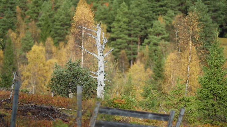 A dead tree in the midst of the colourful autumn forest