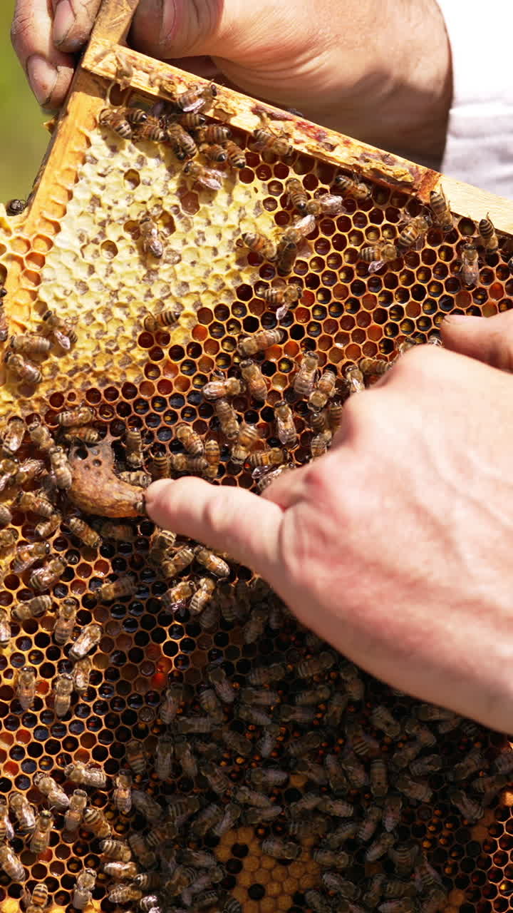 Honeycomb with bees and beekeeper