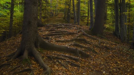 Nach-Oben-Geneigte-Aufnahme-Eines-Pfades-Im-Wald-Mit-Baumwurzeln-Und-Bernsteinfarbenen-Blättern-Auf-Dem-Boden