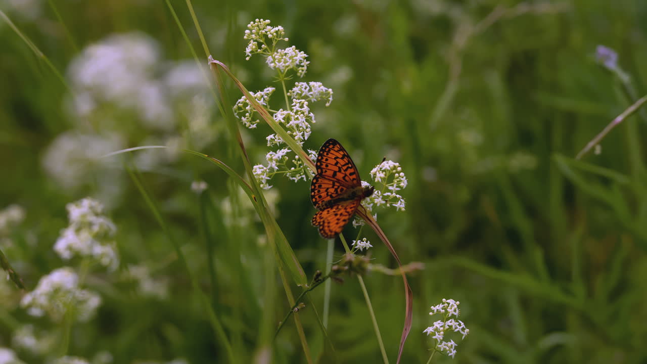 mariposa en flores blancas en la hierba