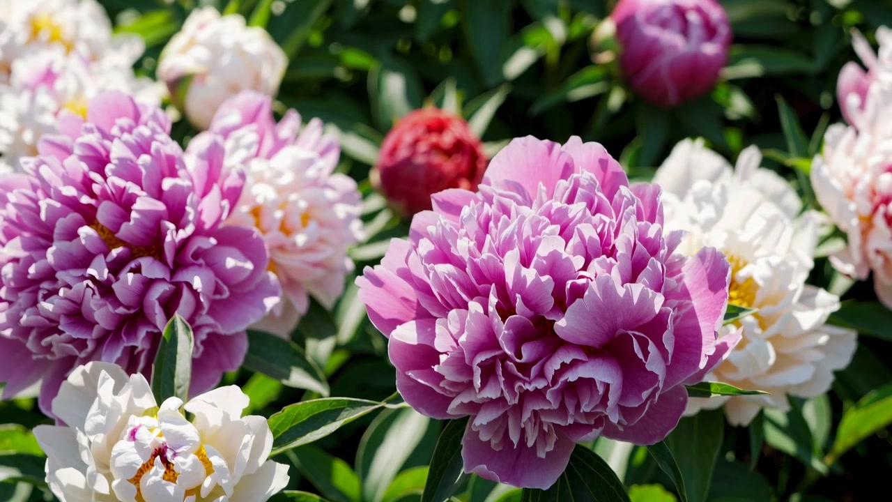 Vivaci fiori di peonia in fiore in un giardino soleggiato