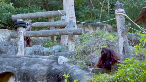 orangutan exploring its enclosure at the zoo