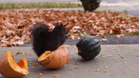 Ein-Nordamerikanisches-Eichhörnchen-Sitzt-Auf-Einer-Veranda