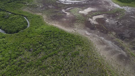 Volando-Sobre-Un-Denso-Bosque-De-Manglares-En-Port-Douglas,-Queensland,-Australia