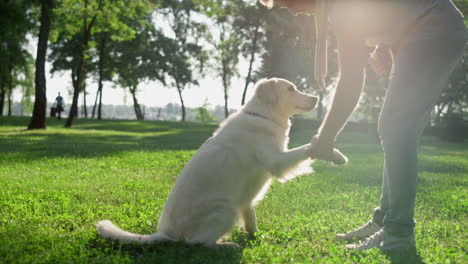 el golden retriever inteligente le da la pata al dueño. el hombre se agita en el parque de la cálida luz del sol