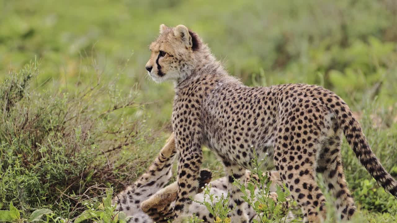 el cachorro de guepardo mirando a su alrededor en el parque nacional del serengeti, los guepardos en tanzania en áfrica en safari de vida silvestre africano animales de juego