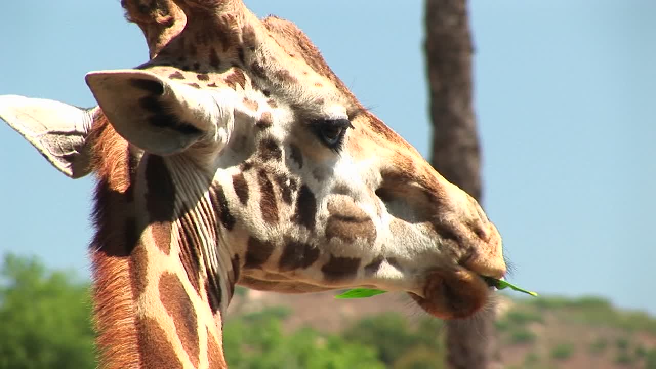 나뭇잎에 씹는 기린의 근접 촬영 얼굴
