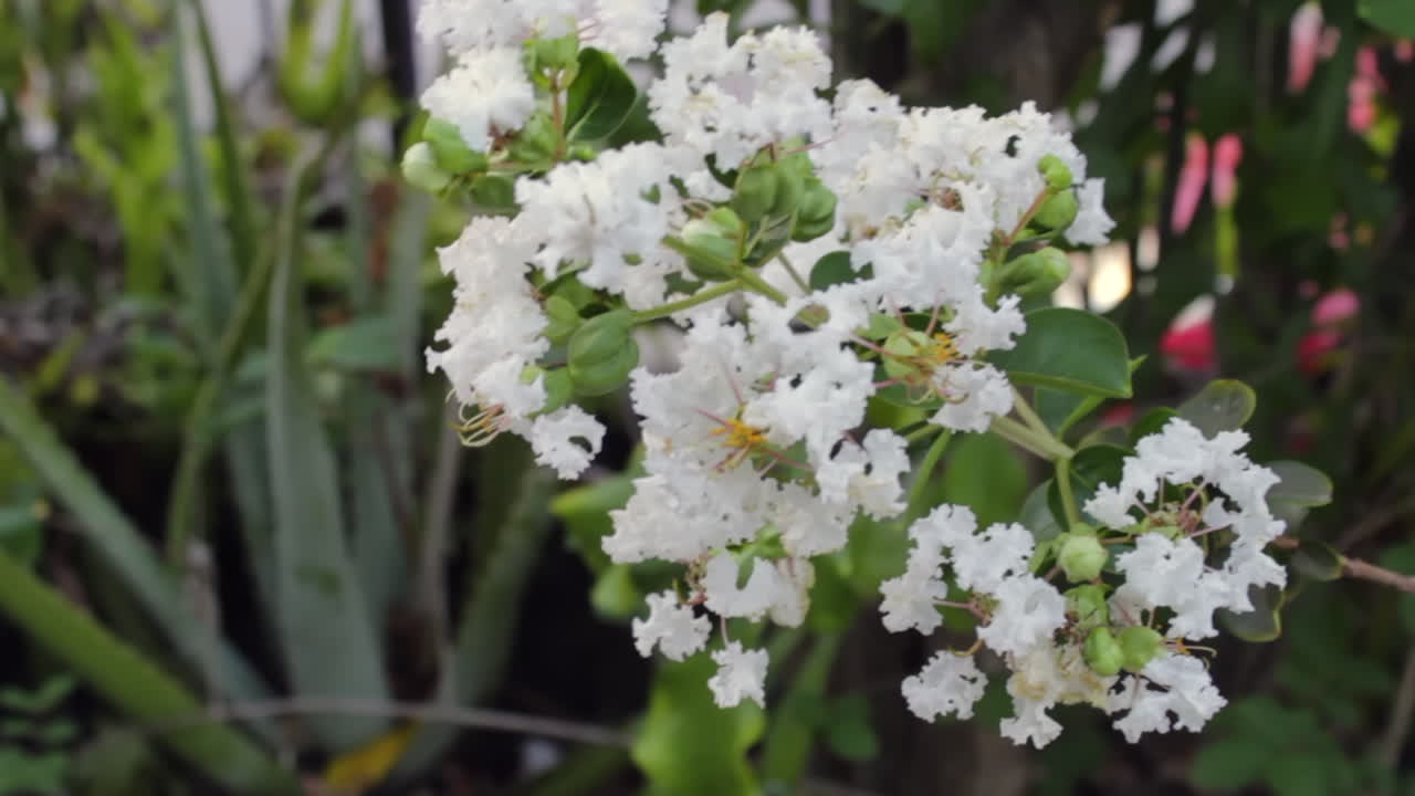flores blancas en flor rebotando rápidamente en el viento
