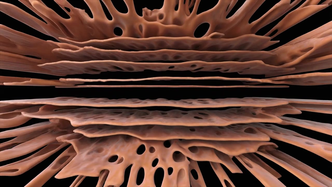 Abstract 3D Animation of Layered Organic Brown Structures Expanding